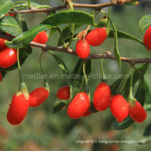 Soins de santé autochtones Wolfberry